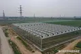 Venlo Greenhouse Structure JIANDA - - Jianda Greenhouse 3
