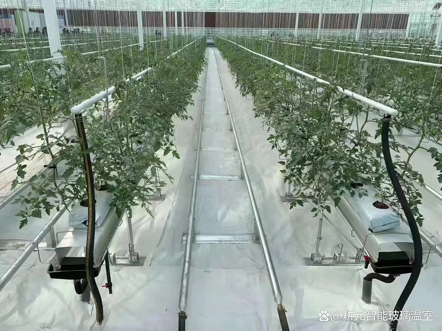 Tomato Greenhouse for Sale QINGDAO by Jianda Greenhouse 2