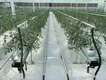 Tomato Greenhouse for Sale QINGDAO by Jianda Greenhouse 2