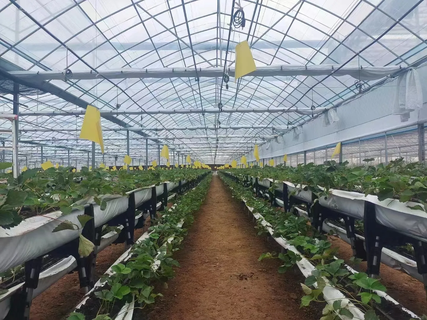 Greenhouse for Tropical Plants Negotiate by Jianda Greenhouse 2