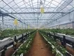 Greenhouse for Tropical Plants Negotiate by Jianda Greenhouse 2