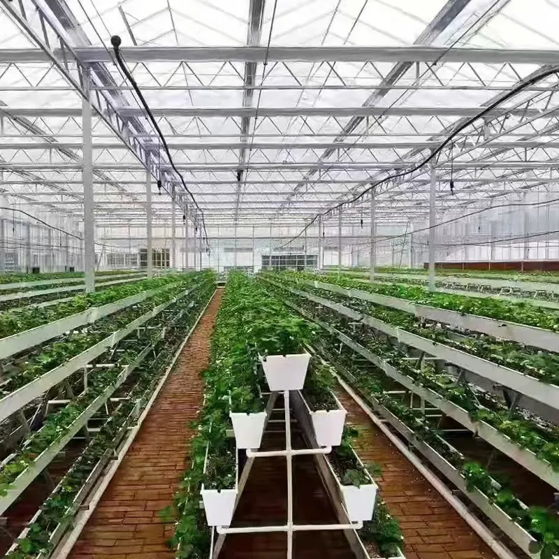 Venlo Greenhouse T/T - - Jianda Greenhouse 6