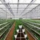 Venlo Greenhouse T/T - - Jianda Greenhouse 6