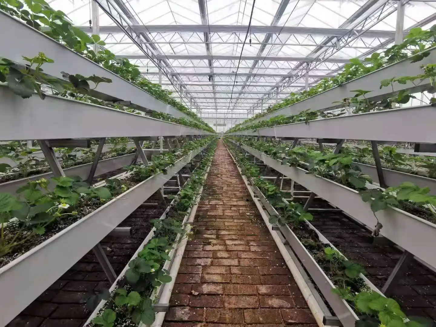 Venlo Greenhouse T/T - - Jianda Greenhouse 5