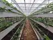 Venlo Greenhouse T/T - - Jianda Greenhouse 5