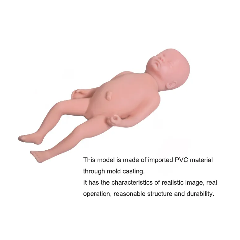 Medical Educational Models First-rate Servicewholesaler 5