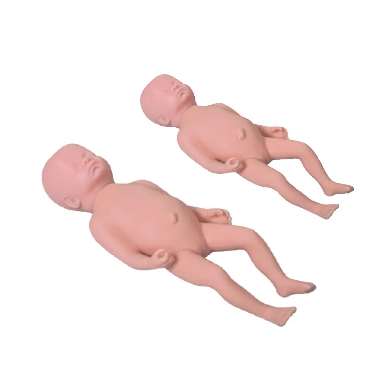 Medical Educational Models First-rate Servicewholesaler 2