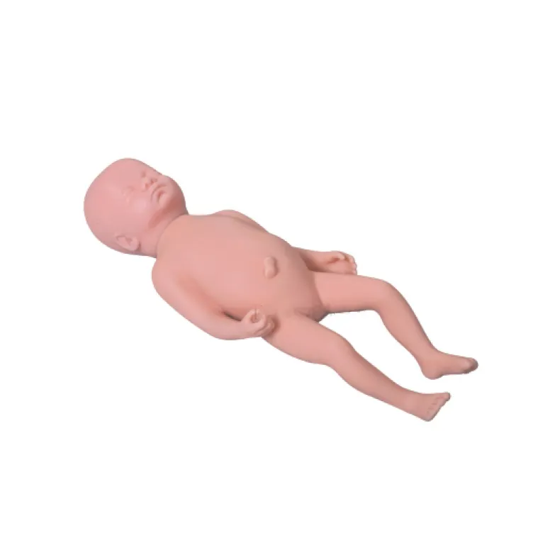 Medical Educational Models First-rate Servicewholesaler 4