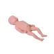 Medical Educational Models First-rate Servicewholesaler 4
