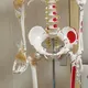 INNORKOM Medical Skeleton Model Vivid Anatomical Structuresupplier 8