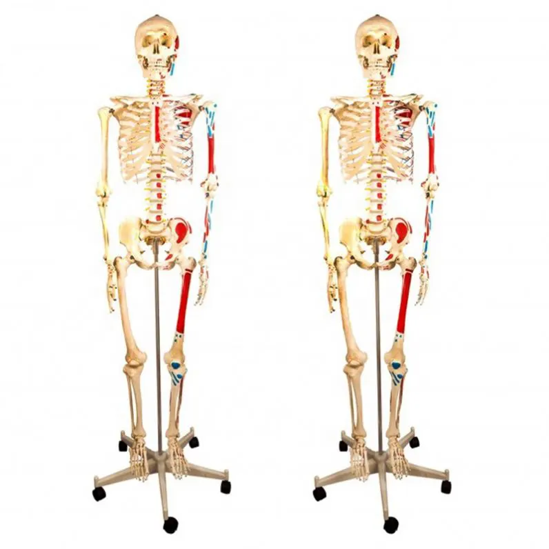 INNORKOM Medical Skeleton Model Vivid Anatomical Structuresupplier 3