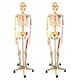 INNORKOM Medical Skeleton Model Vivid Anatomical Structuresupplier 3