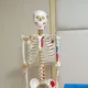 INNORKOM Medical Skeleton Model Vivid Anatomical Structuresupplier 6