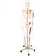 INNORKOM Medical Skeleton Model Vivid Anatomical Structuresupplier 4