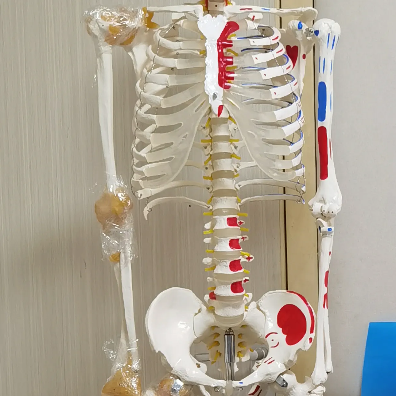 INNORKOM Medical Skeleton Model Vivid Anatomical Structuresupplier 7