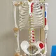 INNORKOM Medical Skeleton Model Vivid Anatomical Structuresupplier 7