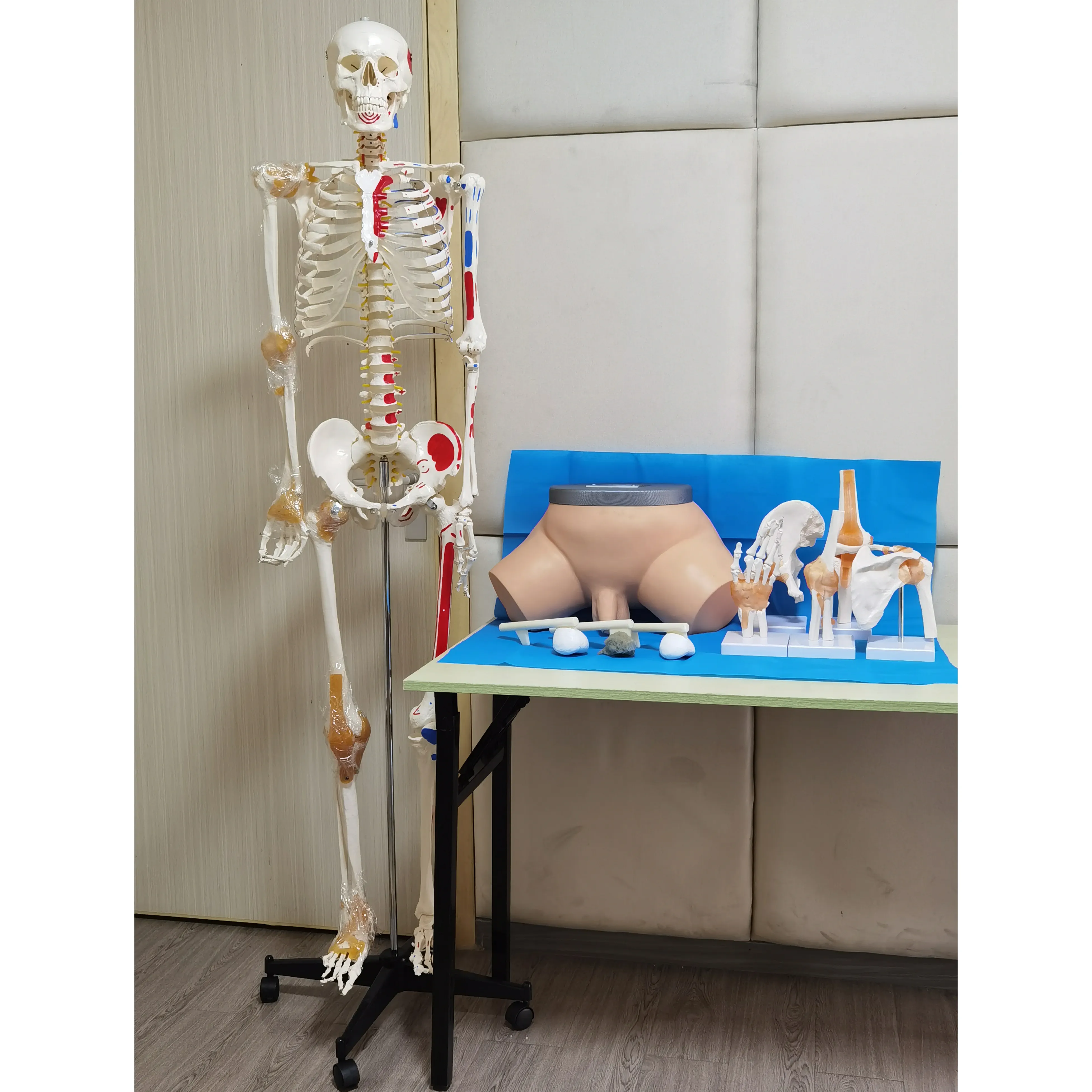 INNORKOM Medical Skeleton Model Vivid Anatomical Structuresupplier 5