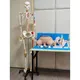INNORKOM Medical Skeleton Model Vivid Anatomical Structuresupplier 5