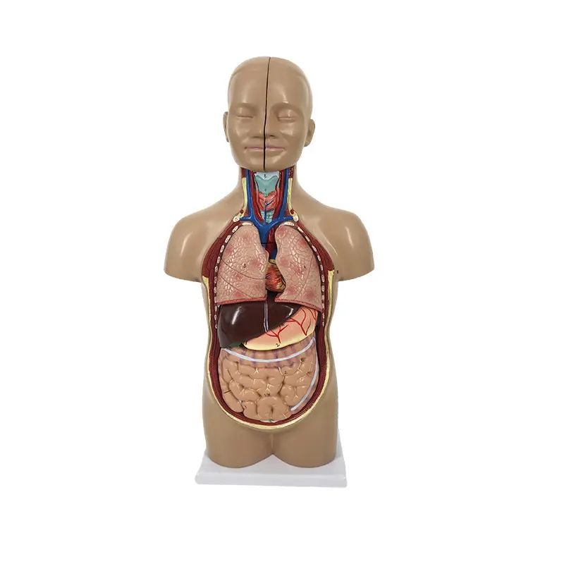 High Precision Muscle Model Wholesaler 5