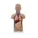 High Precision Muscle Model Wholesaler 5