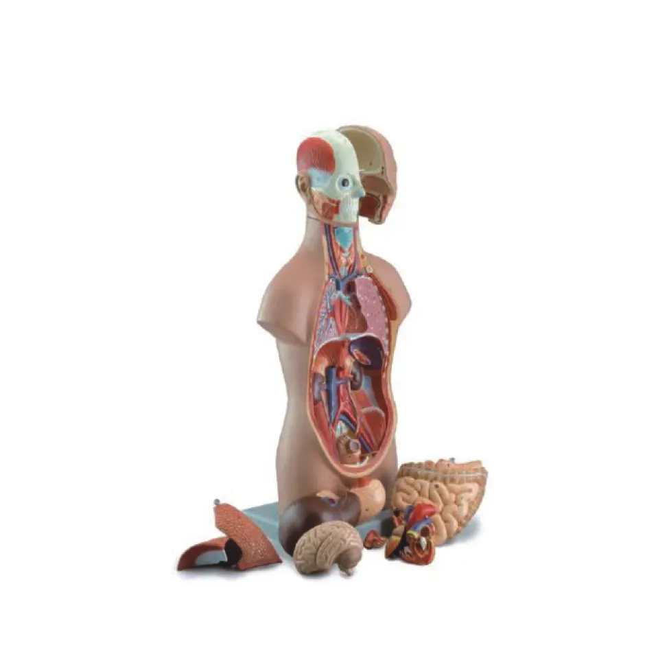 High Precision Muscle Model Wholesaler 4