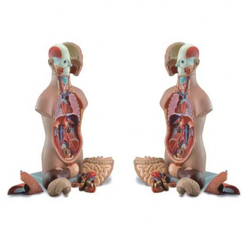 High Precision Muscle Model Wholesaler 2