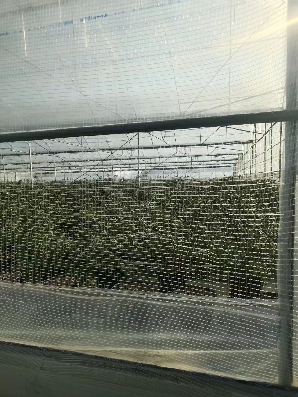 Multi Span Greenhouse Customized by Oone 9