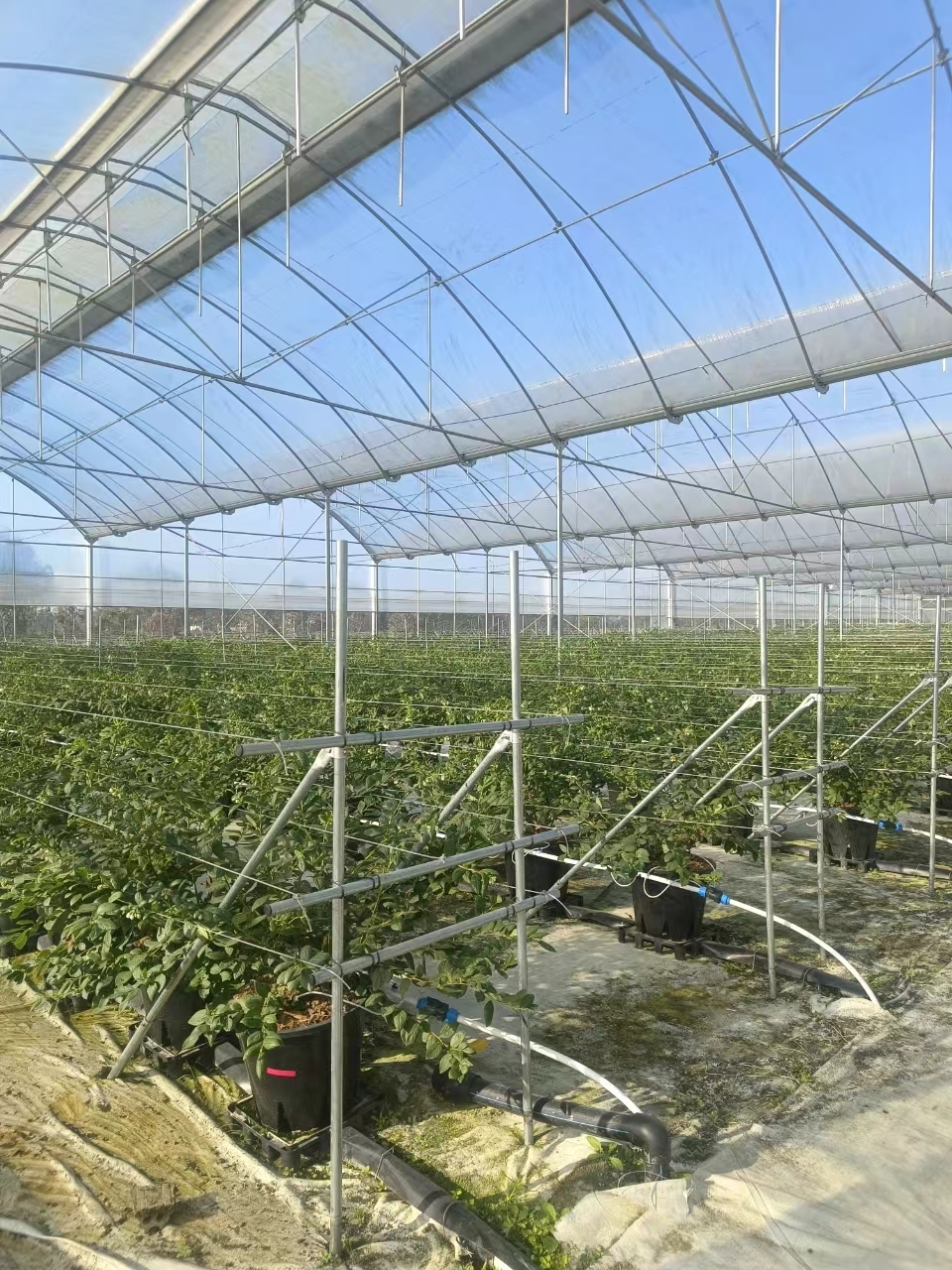 Multi Span Greenhouse Customized by Oone 8