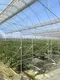 Multi Span Greenhouse Design Paypal by Oone 8