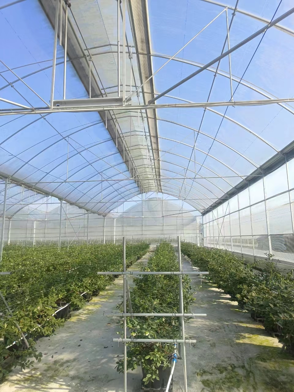 Multi Span Greenhouse Customized by Oone 6