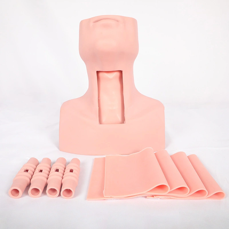 Cricoïde laryngé du cartilage d'anatomie Modèle d'intubation d'intubation | Inverse 1