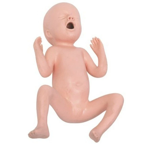 Vinte e quatro ou trinta semanas Modelo infantil prematuro | Innkom 1