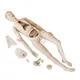 INNORKOM Child Manikin INC-MA104supplier 4
