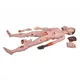High Efficient Nursing Simulation Manikins Wholesaler 4