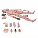 High Efficient Nursing Simulation Manikins Wholesaler 2