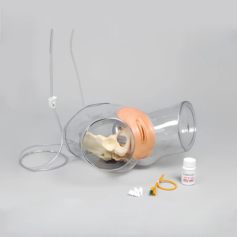 Transparent Female Catheterization Model | INNORKOM 1