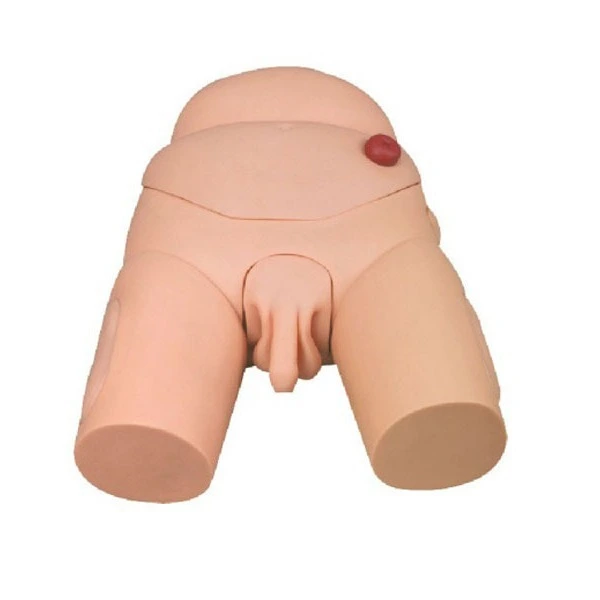 Male Catheterization Nursing Training Model | INNORKOM 1