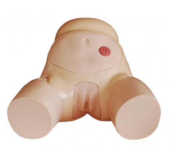 Female Catheterization  Nursing Training Model | INNORKOM 1