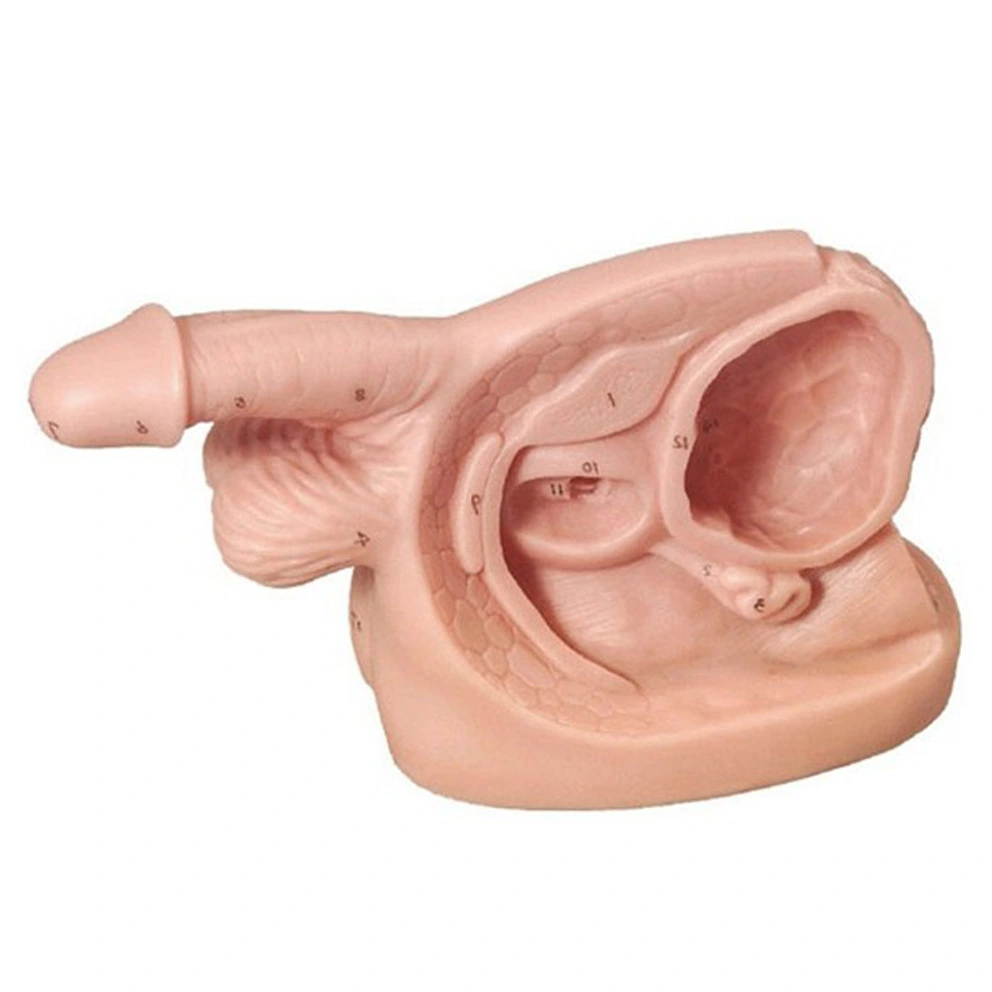Male Internal & External Genital Organ Model |INNORKOM 1