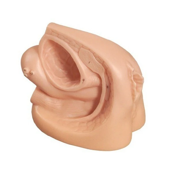 Female Internal & External Genital Organ Model | INNORKOM 1