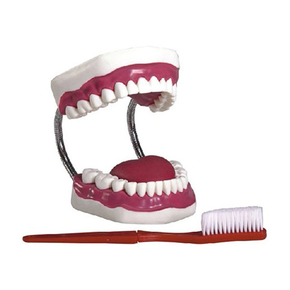 Modelo de cuidado dental (28 piezas) ampliado aproximadamente 5 veces | INNORKOM 1