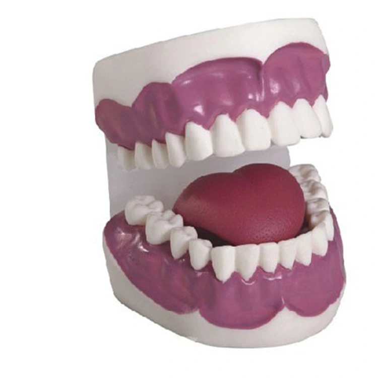 Dental Care Model(28pcs)  Enlarged Approx.3 Times | INNORKOM 1