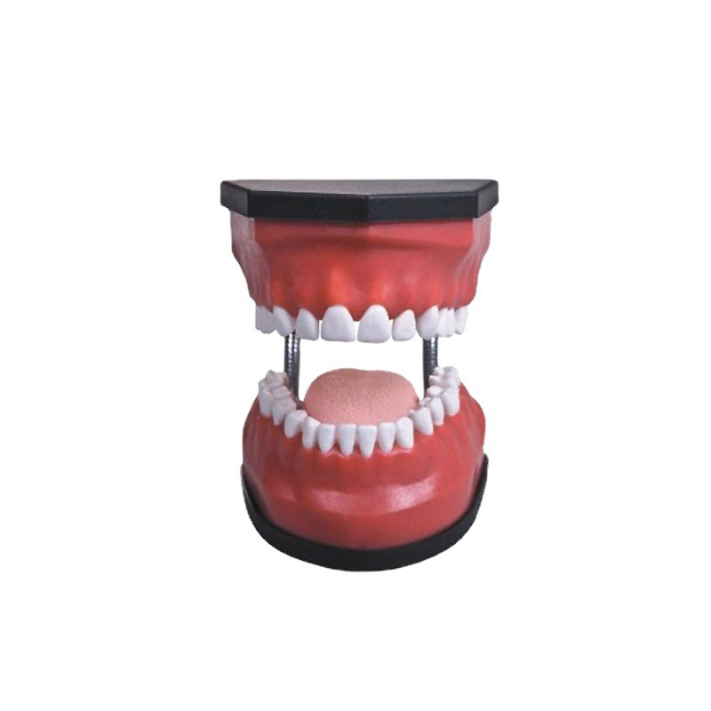 Modelo de cuidados dentários luxuoso (32 peças, Backout) | INNORKOM 1