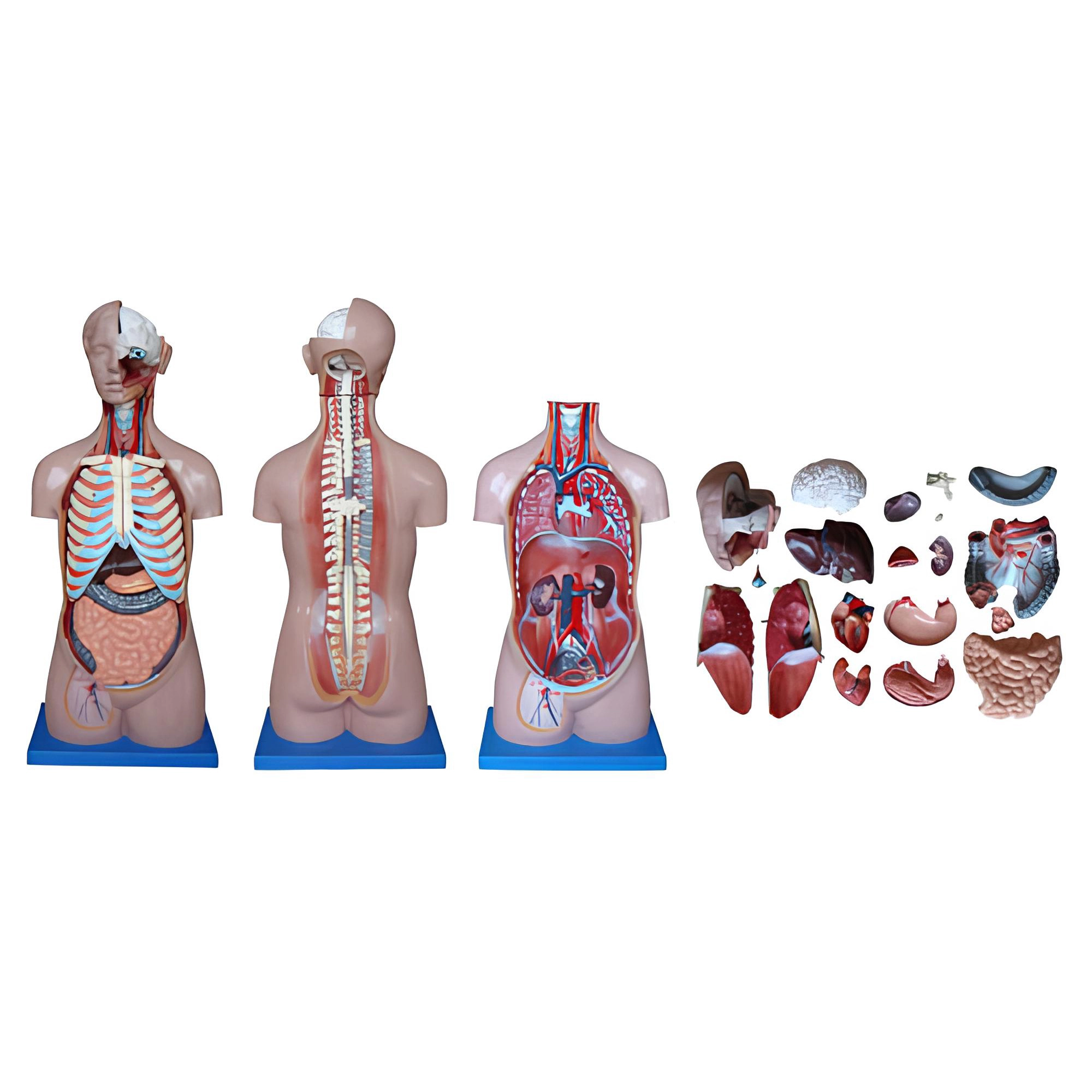 Torso sem sexo de 85 cm, 20 peças | INNORKOM 1