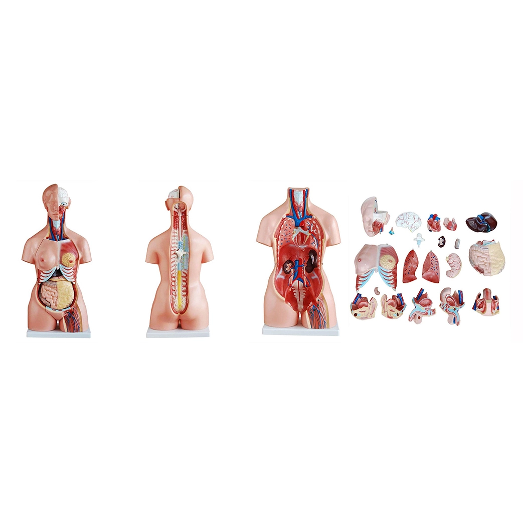Torso Tri-sex de 85 CM 21 peças | INNORKOM 1