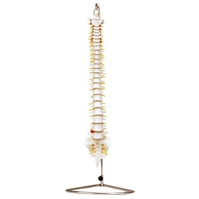 Flexible Spine Model | INNORKOM 1
