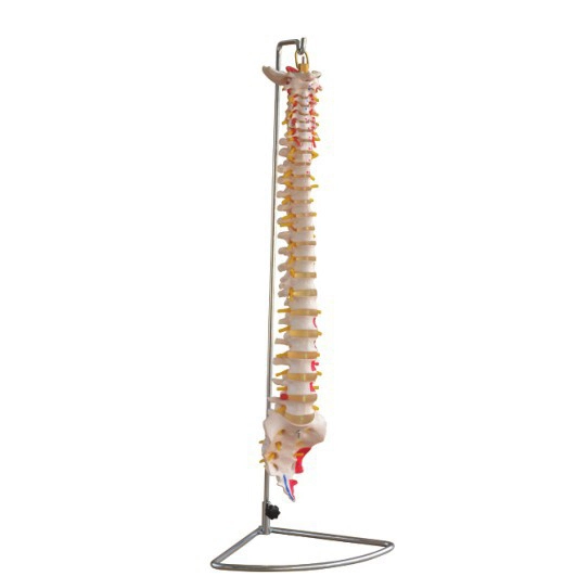 Life-Size Vertebral Column | INNORKOM 1
