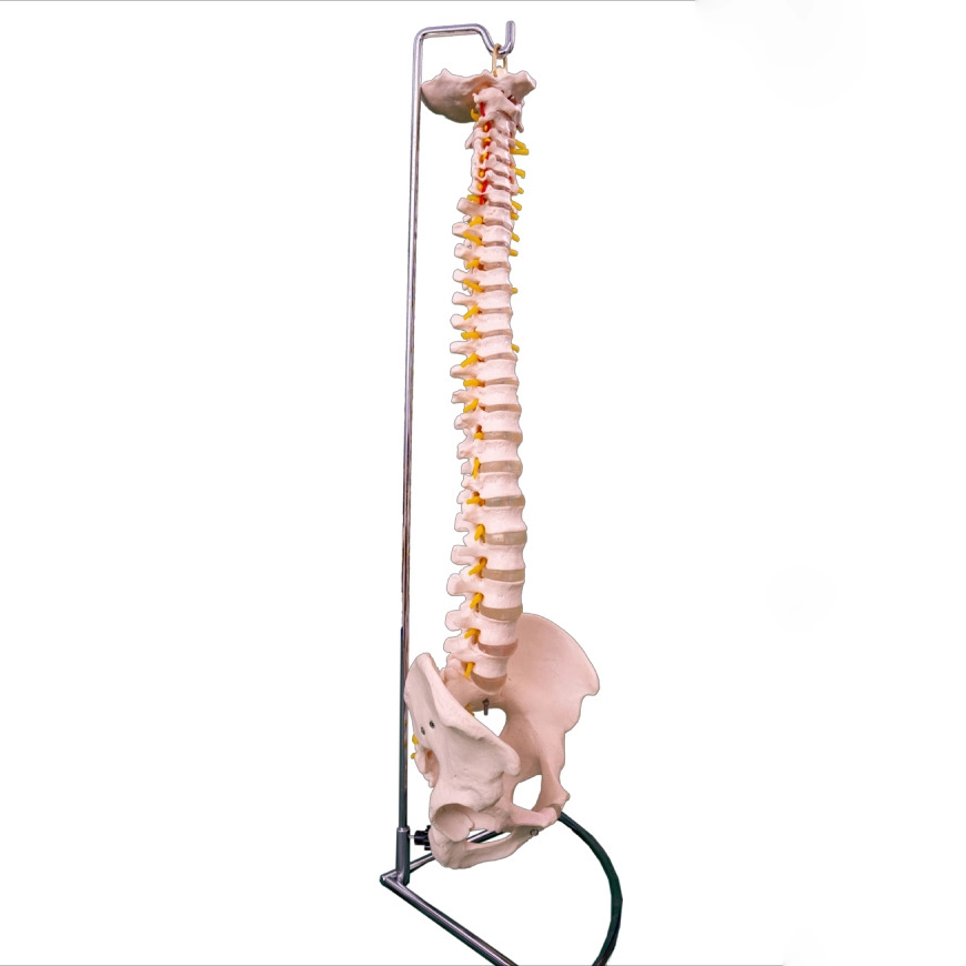 Life-Size Vertebral Column with Pelvis | INNORKOM 1