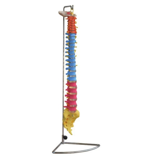 Didactic Vertebral Column | INNORKOM 1
