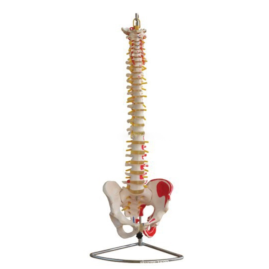 Vertebral Column with Pelvis and Painted Muscles | INNORKOM 1